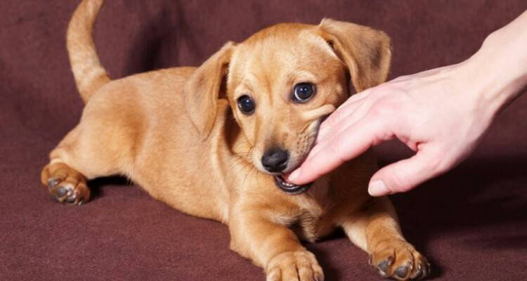 Il cucciolo mordicchia le mani, ecco il perché e cosa state sbagliando!