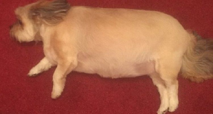 Bubba, la cagnolina farcita