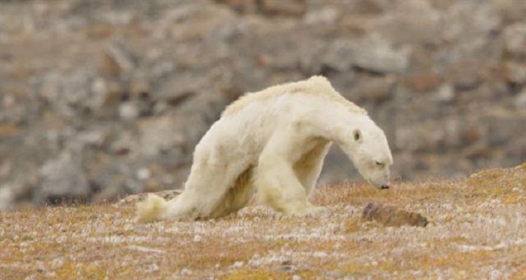 L’orso che muore di fame è la nostra vittima