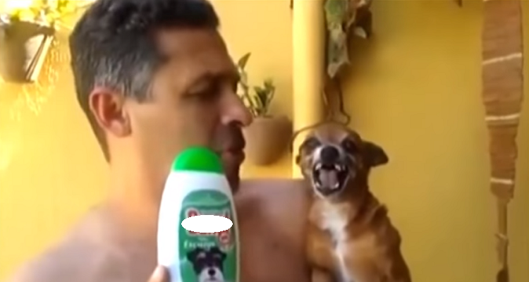 La reazione di questa cagnolina quando vede la bottiglia di shampoo vi farà ridere tantissimo