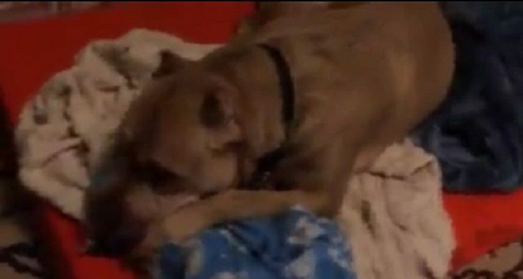 Cane abbandonato un’altra volta piange mentre abbraccia la sua copertina