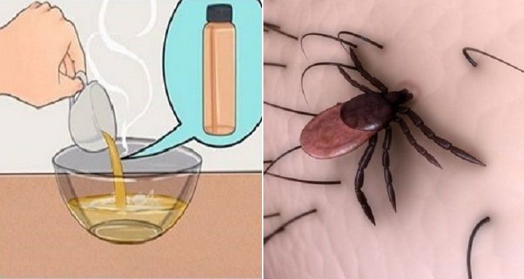 Come eliminare pulci e zecche dal pelo del tuo animale domestico usando il bicarbonato di sodio