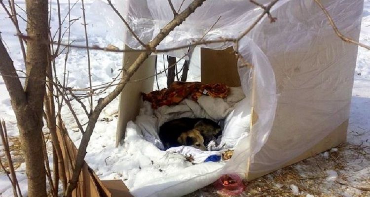 Dopo 10 anni passati in un parco, ecco la svolta: questo cane ha finalmente trovato una casa