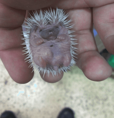 Il Parto Di Un Riccio Bigodino