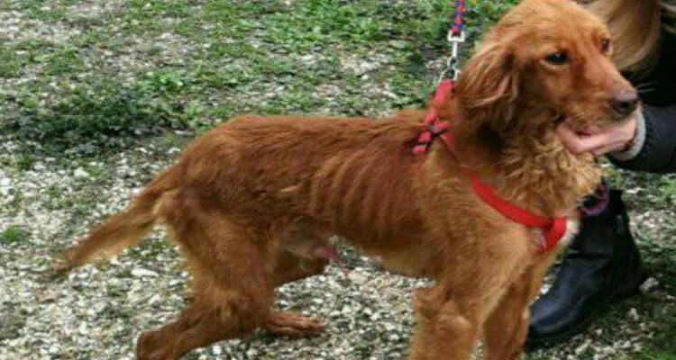 Rocco, nuovo cane troppo magro…