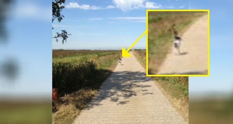 Phill, il cane spennacchiato
