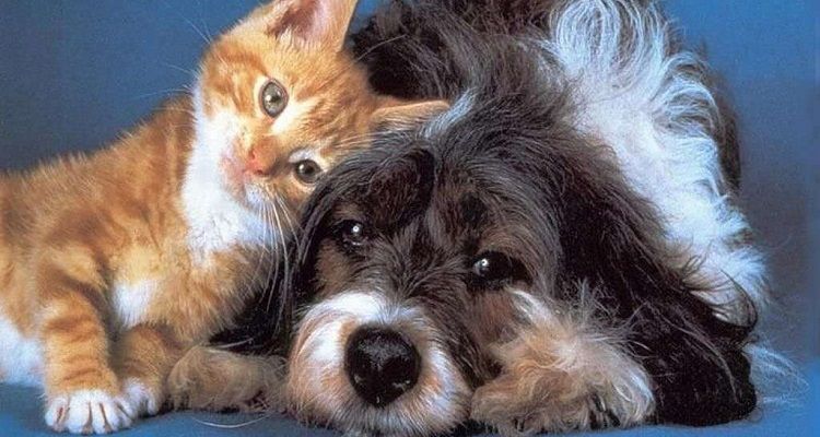 Mito o realtà? Cosa fanno i nostri amici animali quando sono malati?