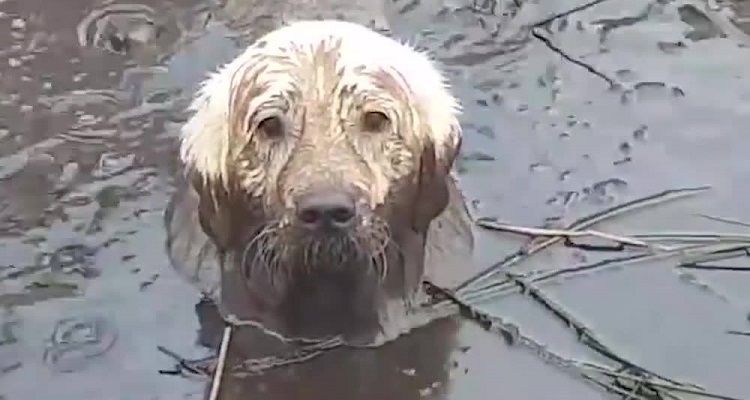 Toby, il cane birichino