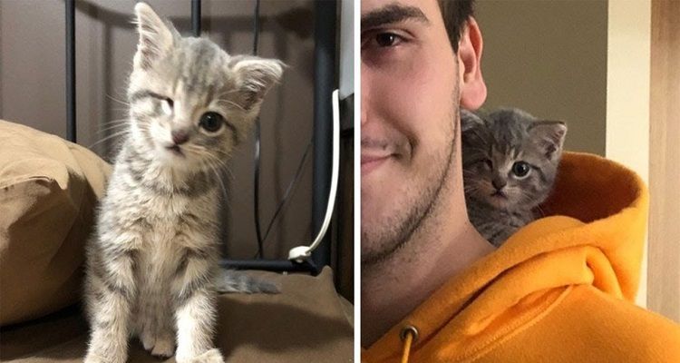 Gattino trovato in una scatola di decorazioni natalizie: il suo salvatore ora è il suo papà