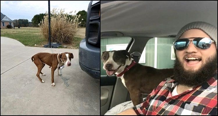 L’ex-fidanzato abbandona il suo cane ma per fortuna un volontario dal cuore d’oro lo riporta a casa