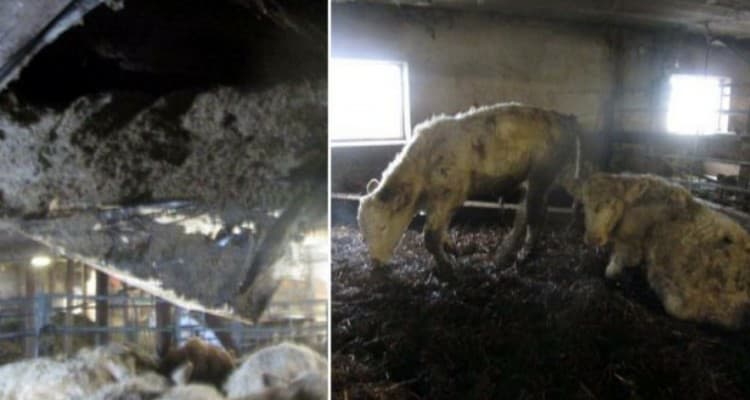 Trovati animali in condizioni deplorevoli, all’interno di una fattoria di un politico svedese