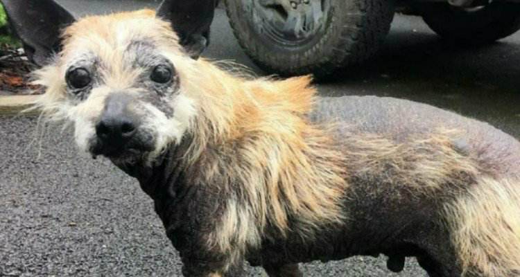 Phil il cagnolino abbandonato a causa delle sue malattie