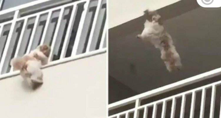 La storia della cagnolina che si butta del balcone per colpa dei petardi