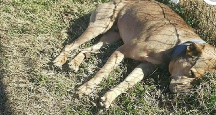 La storia di Blue, trovato in un parco in fin di vita