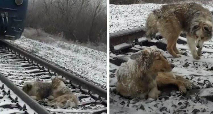 “Ci hanno chiamato farneticando di due cani sui binari e di treni che passavano…”