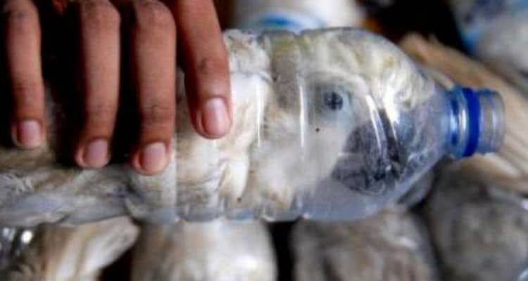 Trovano creature irriconoscibili nelle bottiglie di plastica, ecco la nuova crudele pratica