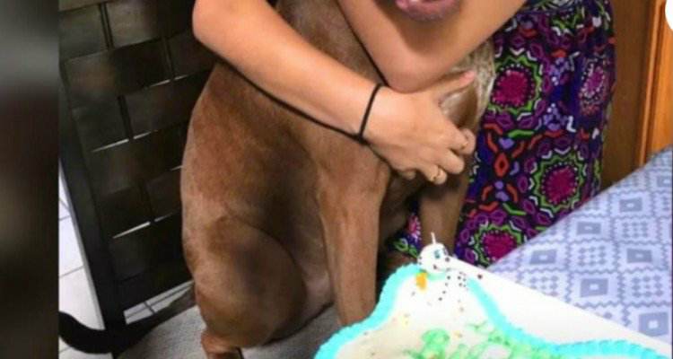 Catturano il momento esatto in cui il loro cane vede la torta di compleanno
