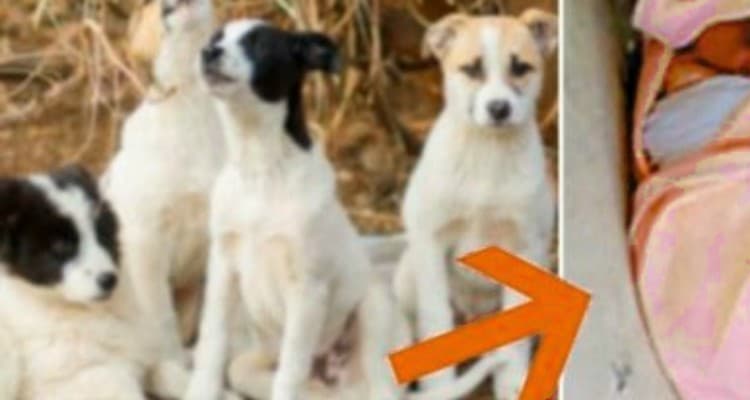 4 cani randagi salvano la vita di una bambina