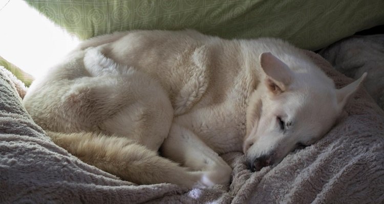 I cani non muoiono. Si addormentano solo nel nostro cuore