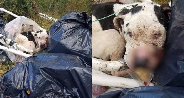 Il pitbull Charlie aspettava la morte come una liberazione