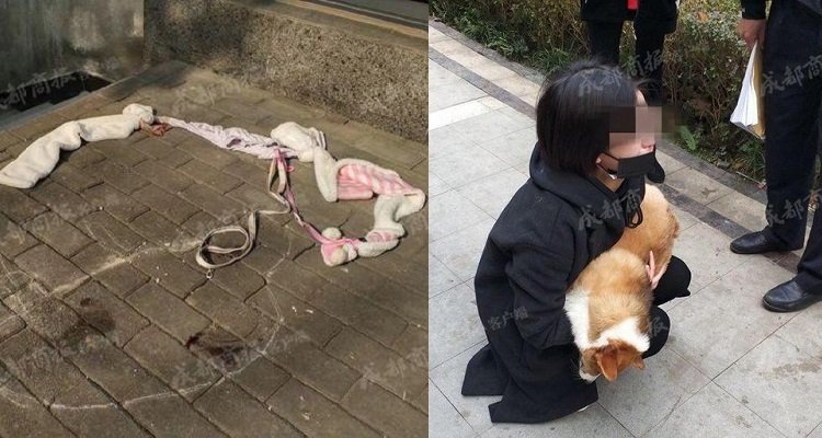 Butta il suo cane dalla finestra: la ragazza è decisa a denunciarla