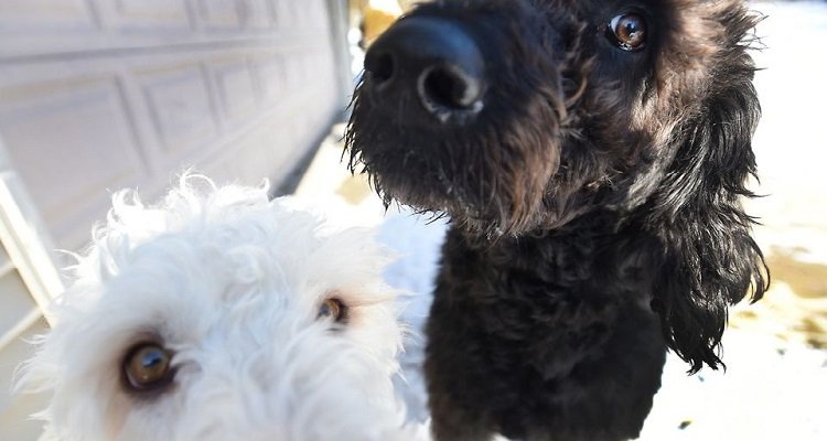 Due labradoodle alla riscossa