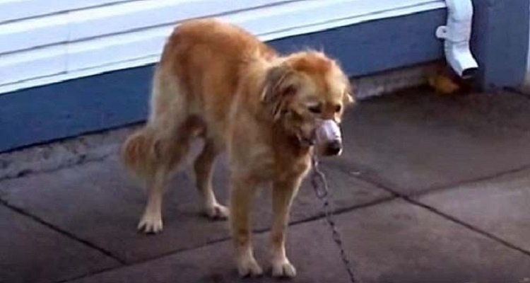 Città rifiuta di aiutare questo cane, ecco cosa fanno gli abitanti del quartiere