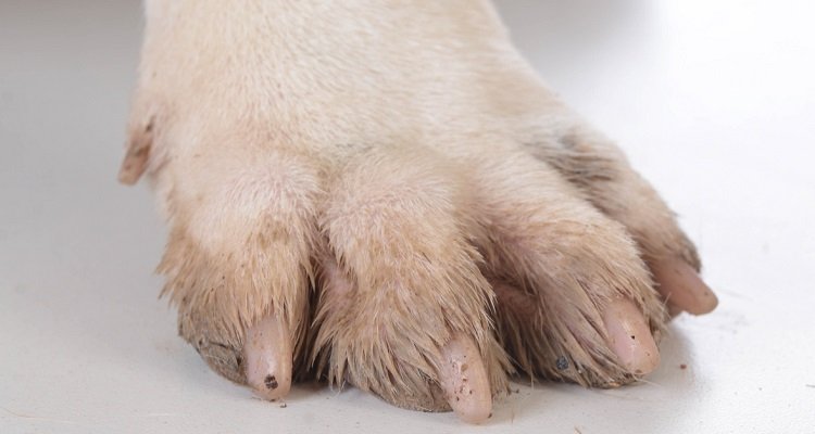 Se il tuo cane si morde le zampe, ecco quello che devi fare