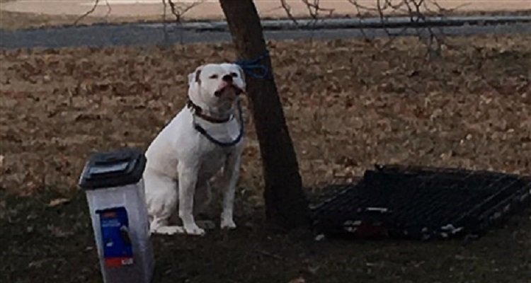 Lo abbandonano con un biglietto. Adesso Duke è stato adottato