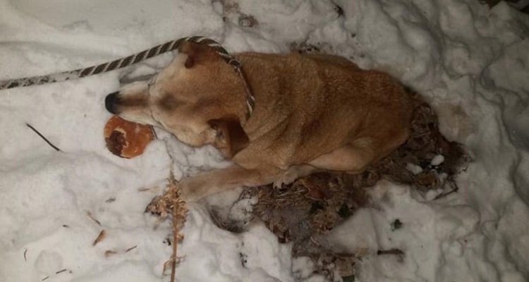 Trovato ferito nella neve, Feliz ha deciso di lottare per sopravvivere
