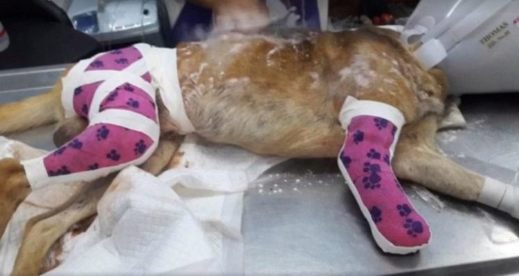 Passa il decespugliatore sopra il cane del vicino per non farlo avvicinare alla sua cagnolina