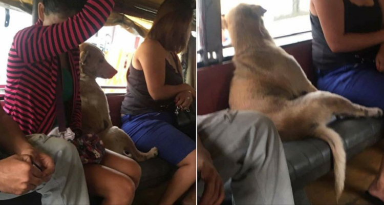 Siede sul bus come farebbe un umano: gli scatti fanno il giro del mondo