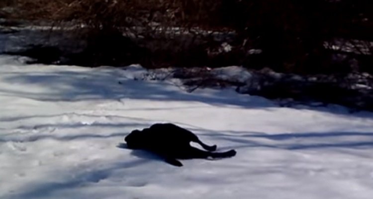 Il labrador ama la neve