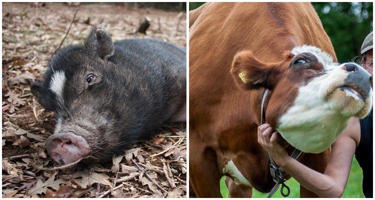 Un posto particolare dove gli animali vanno a morire