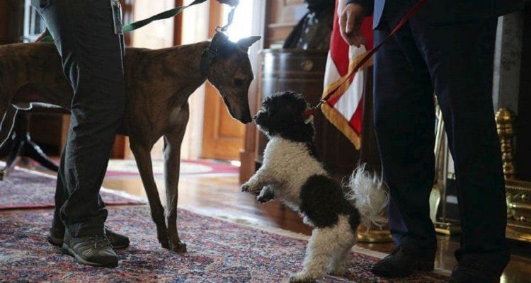 Cani in ufficio a Genova. Un esperimento da immitare