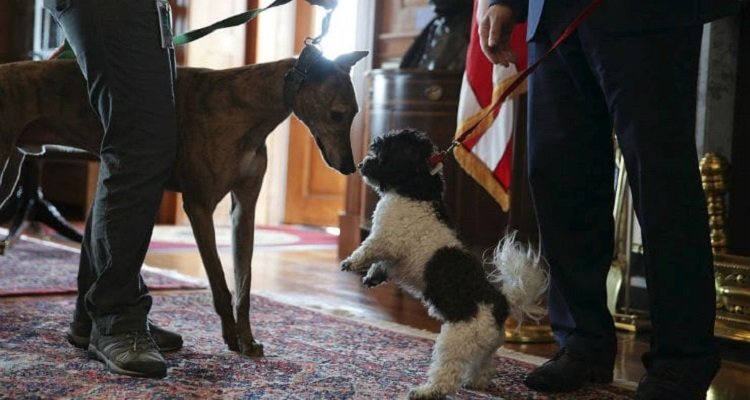 Cani in ufficio a Genova. Un esperimento da immitare