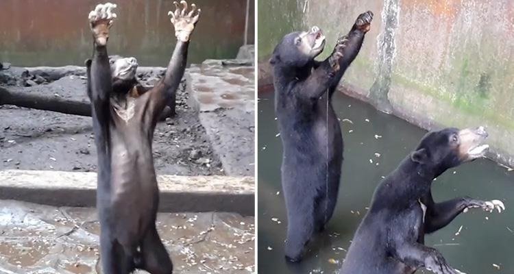 Scatta delle foto agli orsi dello zoo e le condivide sul web: il loro aspetto emaciato indigna tutti