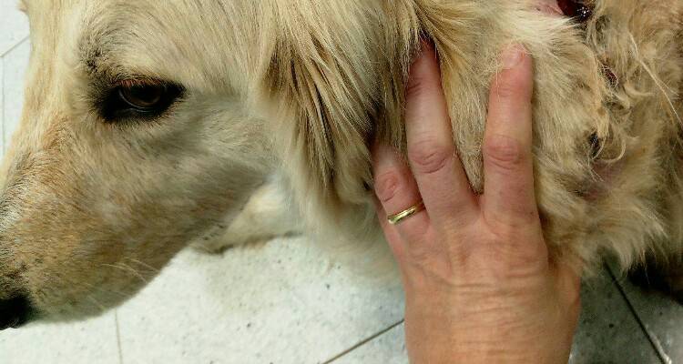 Una mano sul cuore per Bingo