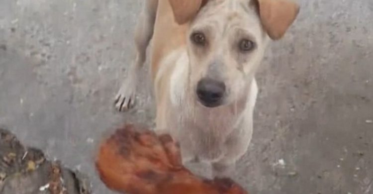 Cagnolina mendicava cibo ma non lo mangiava. Poco dopo abbiamo scoperto il motivo