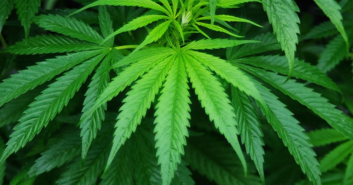 Canapa legale in Italia: i progetti Canapabio e Marijaita