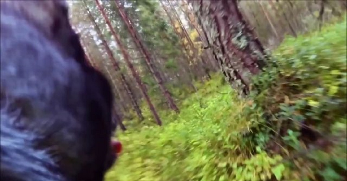 Fa indossare una gopro al proprio cane e scopre quello che gli è successo