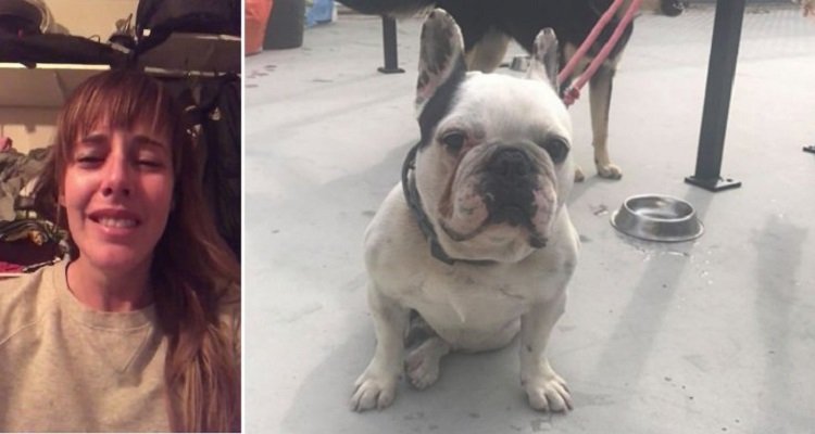 Ritrovato Danko, il cagnolino scomparso dal negozio della sua proprietaria