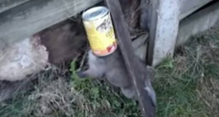 “Ho sentito dei lamenti strazianti provenire dal cortile della mia casa…”