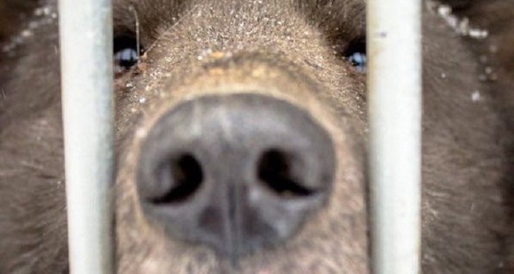 È un cane o un orso? Il dilemma in Russia