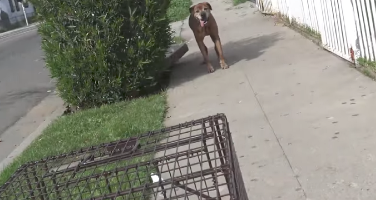 Partono per il trasloco e lasciano il cane indietro: l’ennesimo caso di abbandono