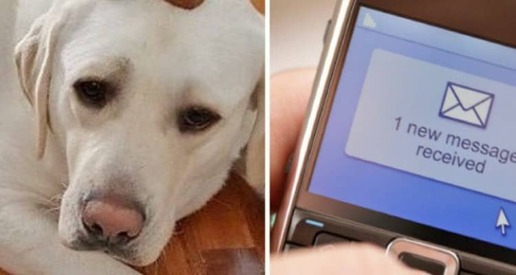Riceve un sms grazie al cane di una bambina della sua classe