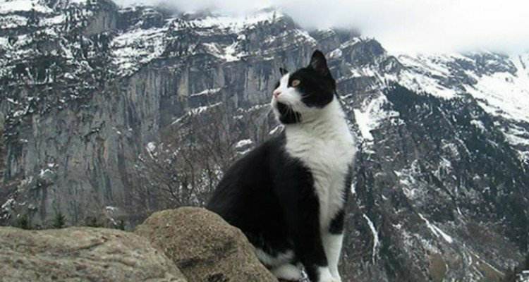 Il gatto mi ha salvato da quelle montagne