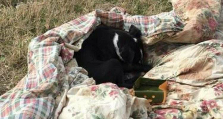 Cane abbandonato avvolto nelle coperte per non farlo vedere