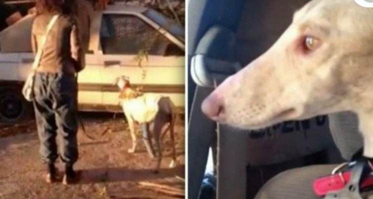 La cagnolina trovata con una gamba rotta