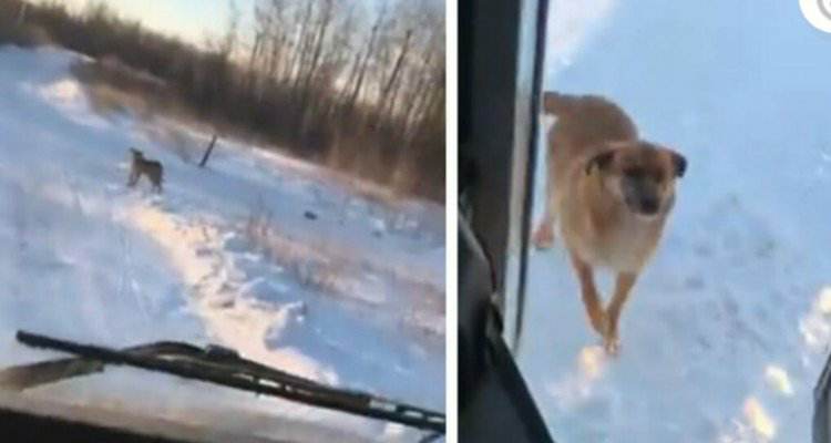 Autista di scuolabus si ferma ogni giorno per dare il cibo ad un cane abbandonato